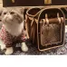 Louis Vuitton pet bag #A38975